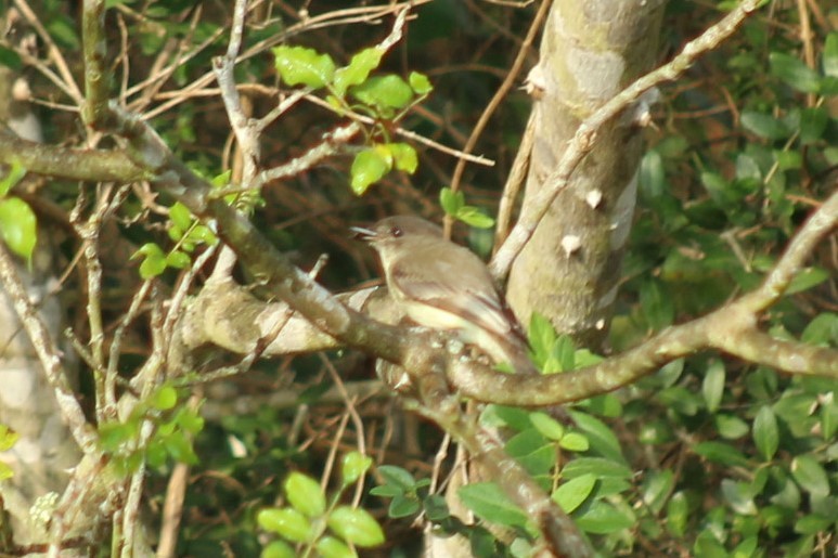 Weißbauch-Phoebetyrann - ML645868625