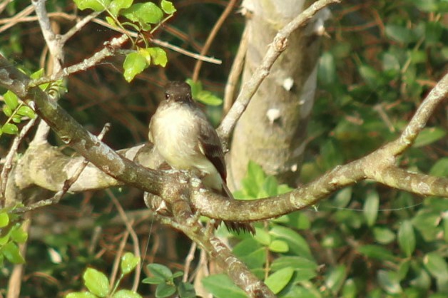 Weißbauch-Phoebetyrann - ML645868626