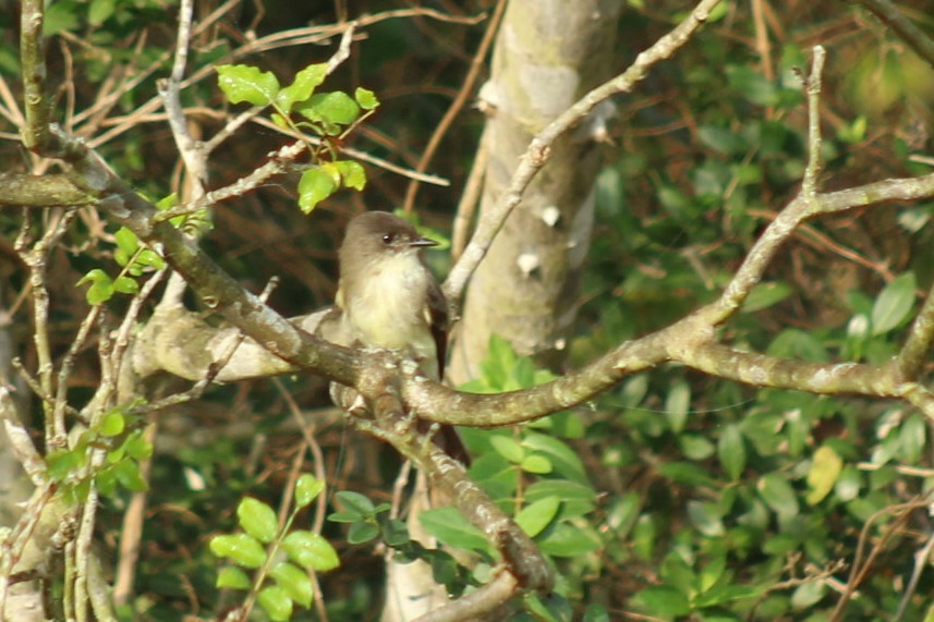 Weißbauch-Phoebetyrann - ML645868627