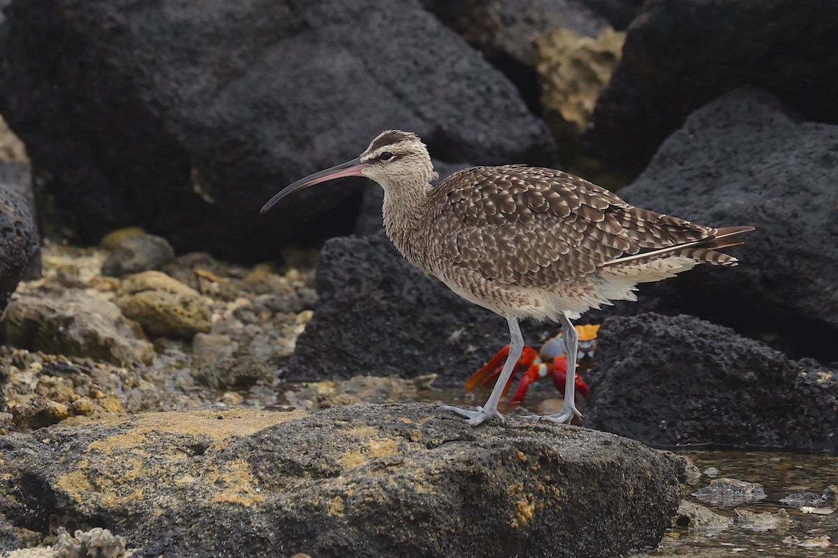 Hudsonbrachvogel - ML645868629