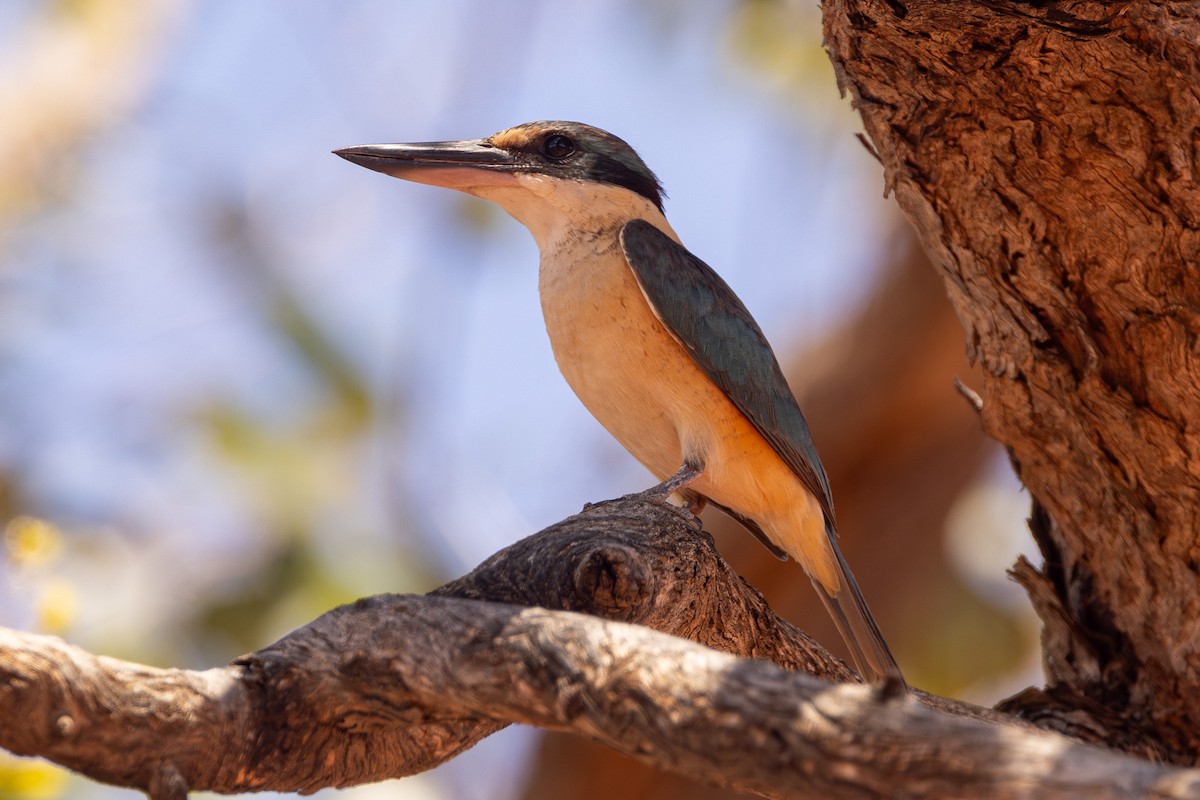 Götzenliest - ML645868630