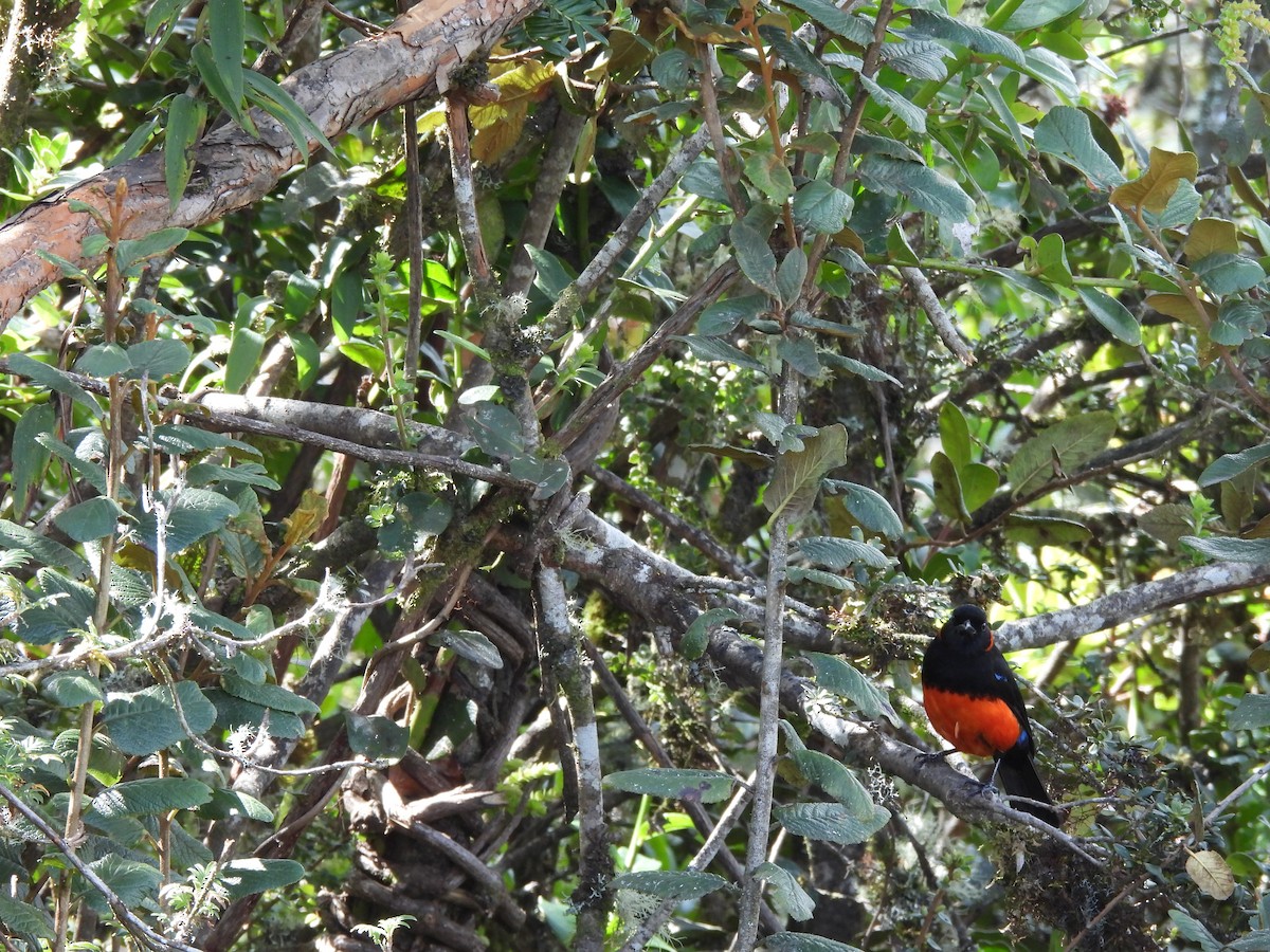 Mennigohr-Bergtangare - ML645868632