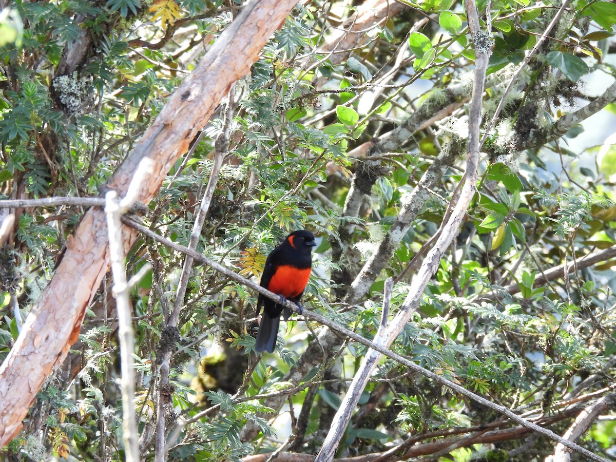 Mennigohr-Bergtangare - ML645868633