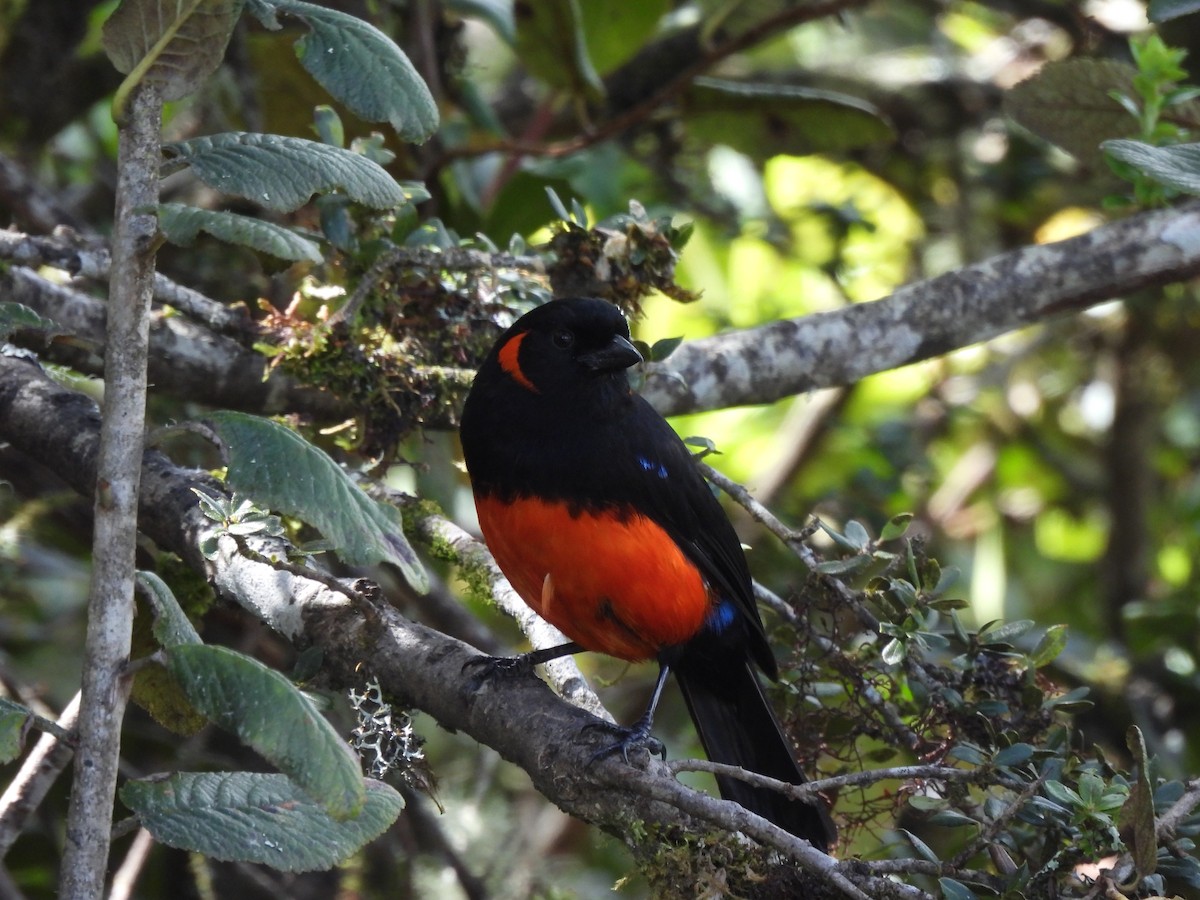 Mennigohr-Bergtangare - ML645868634