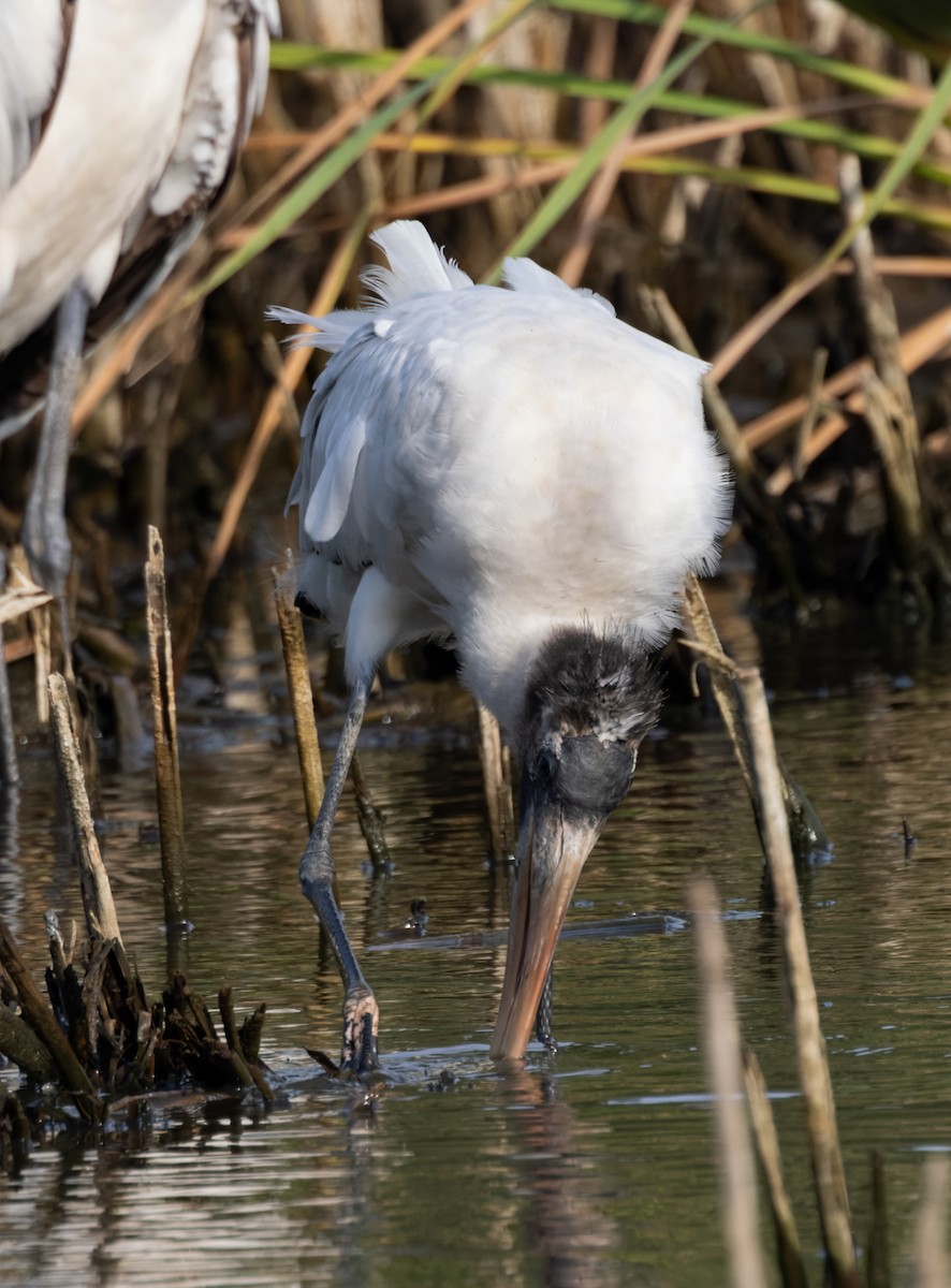 Waldstorch - ML645868636