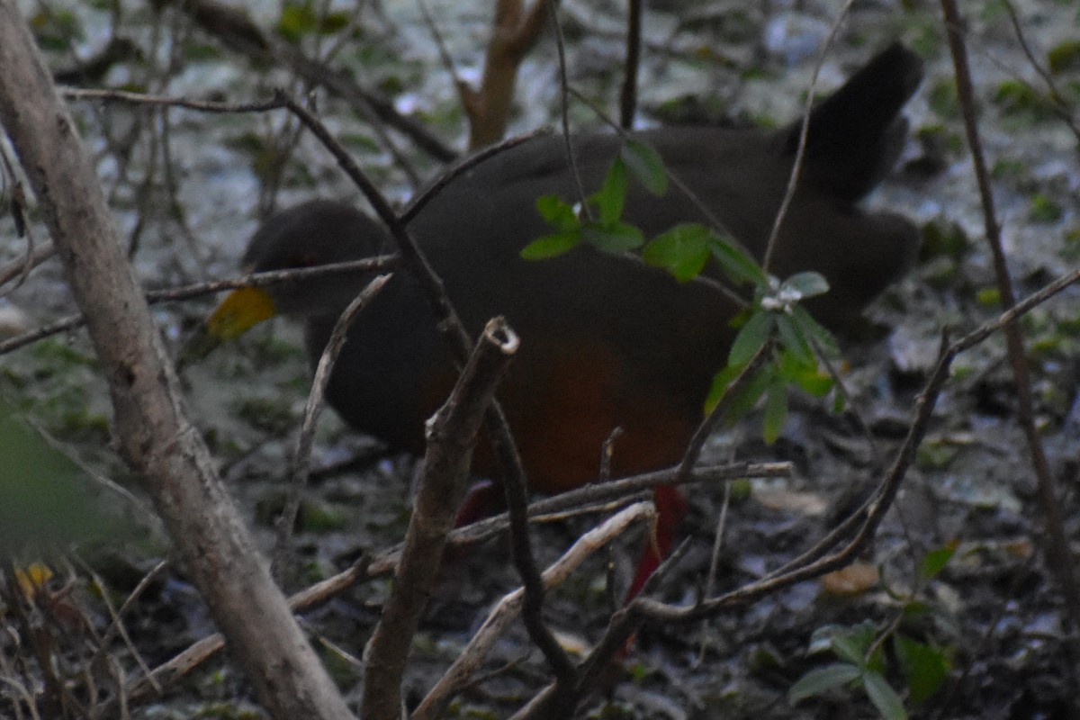 Cayenneralle - ML645868638