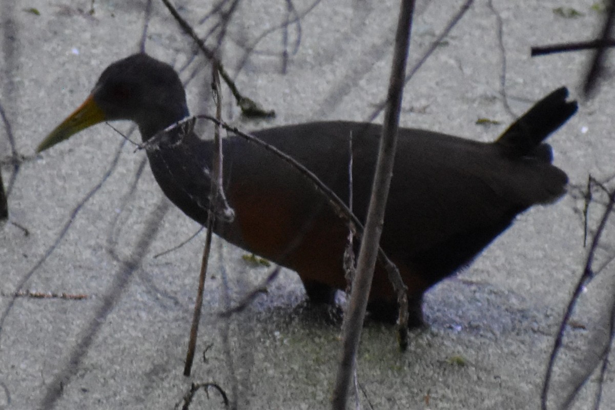 Cayenneralle - ML645868639