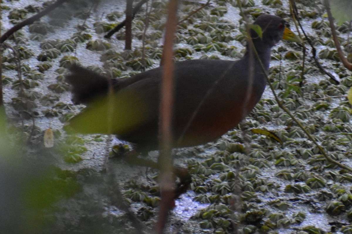 Cayenneralle - ML645868640