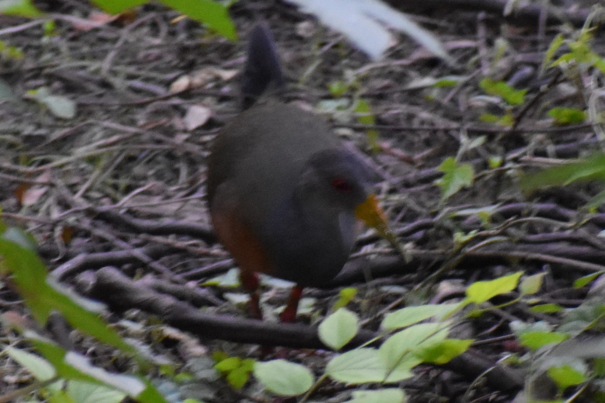 Cayenneralle - ML645868641