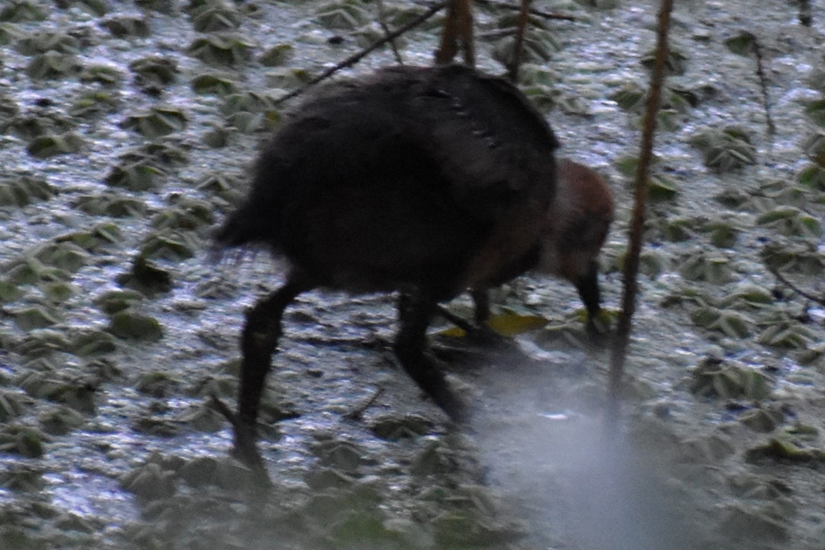 Cayenneralle - ML645868642