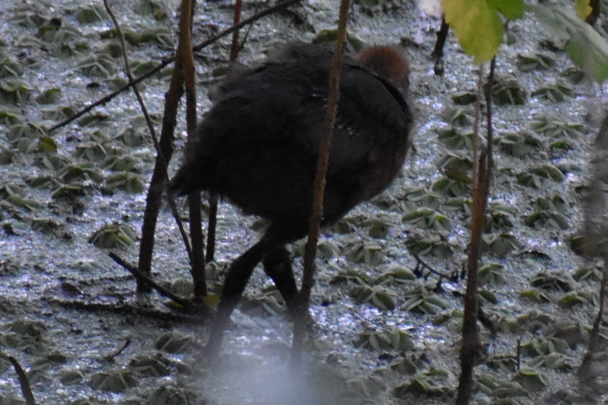 Cayenneralle - ML645868643