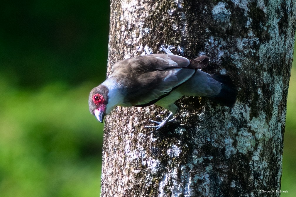 Weißnackenbekarde - ML645868644