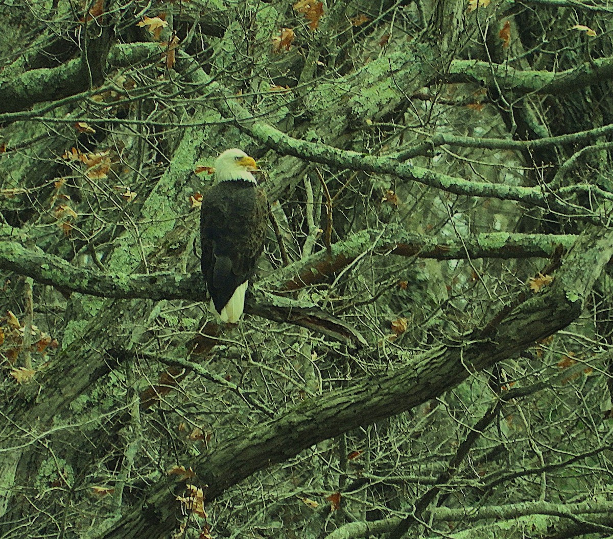 Weißkopf-Seeadler - ML645868648