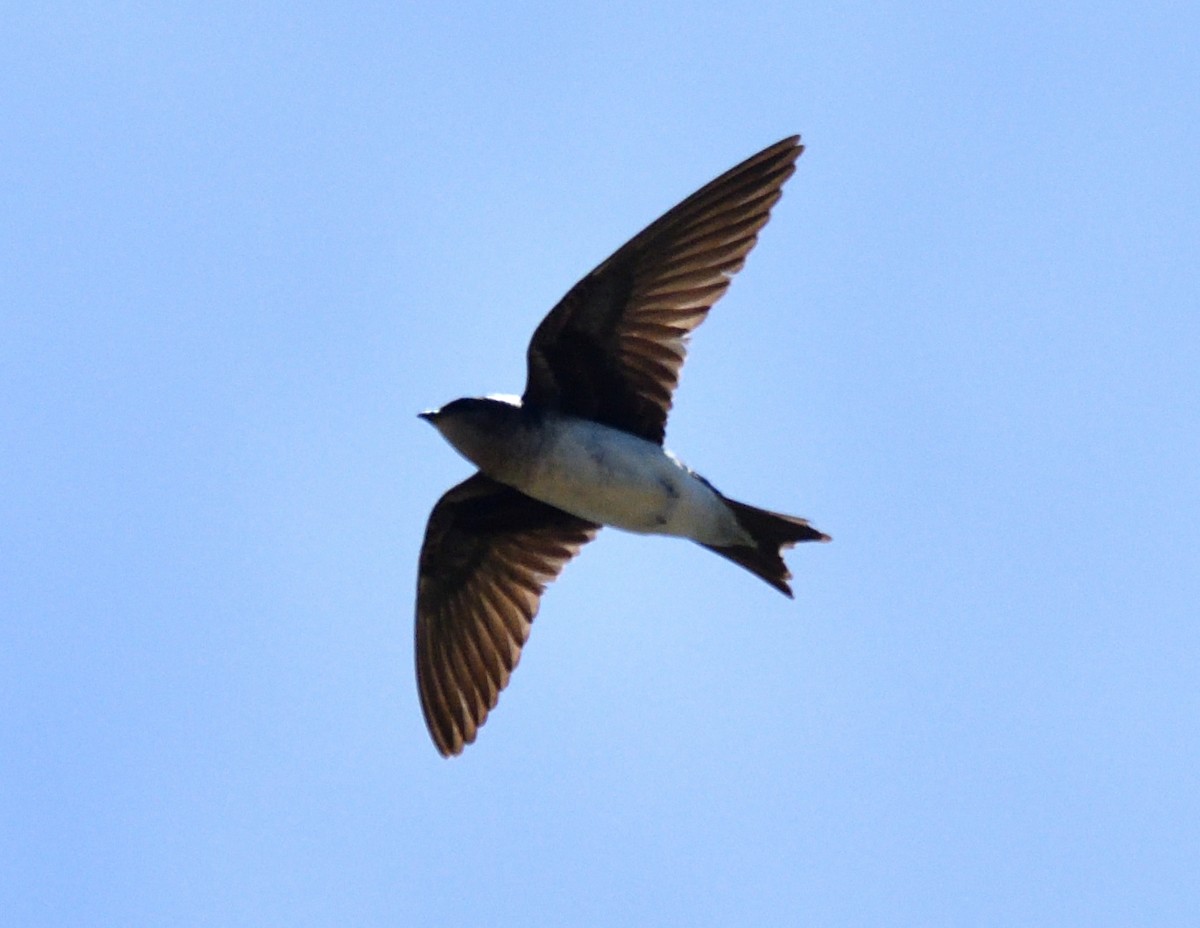 Graubrustschwalbe - ML645868649