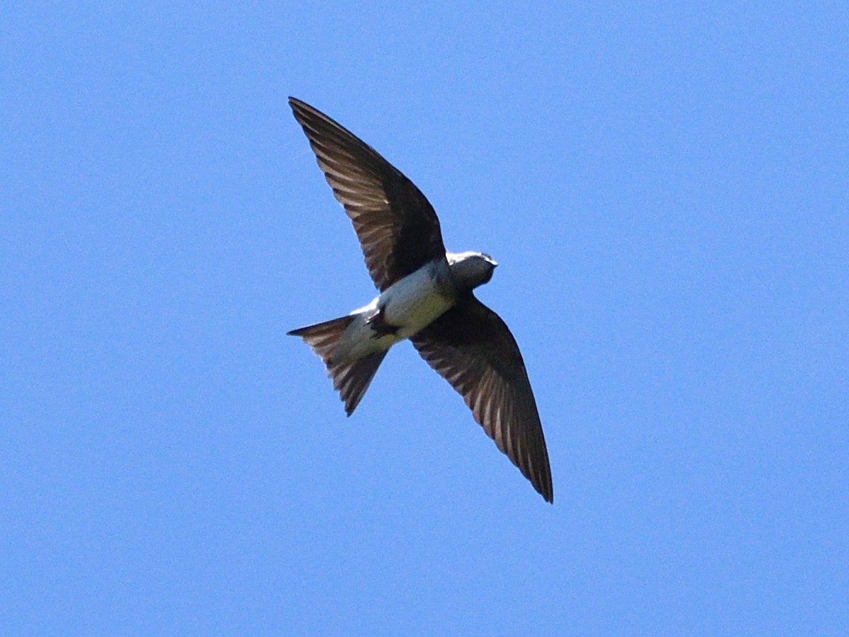 Graubrustschwalbe - ML645868650