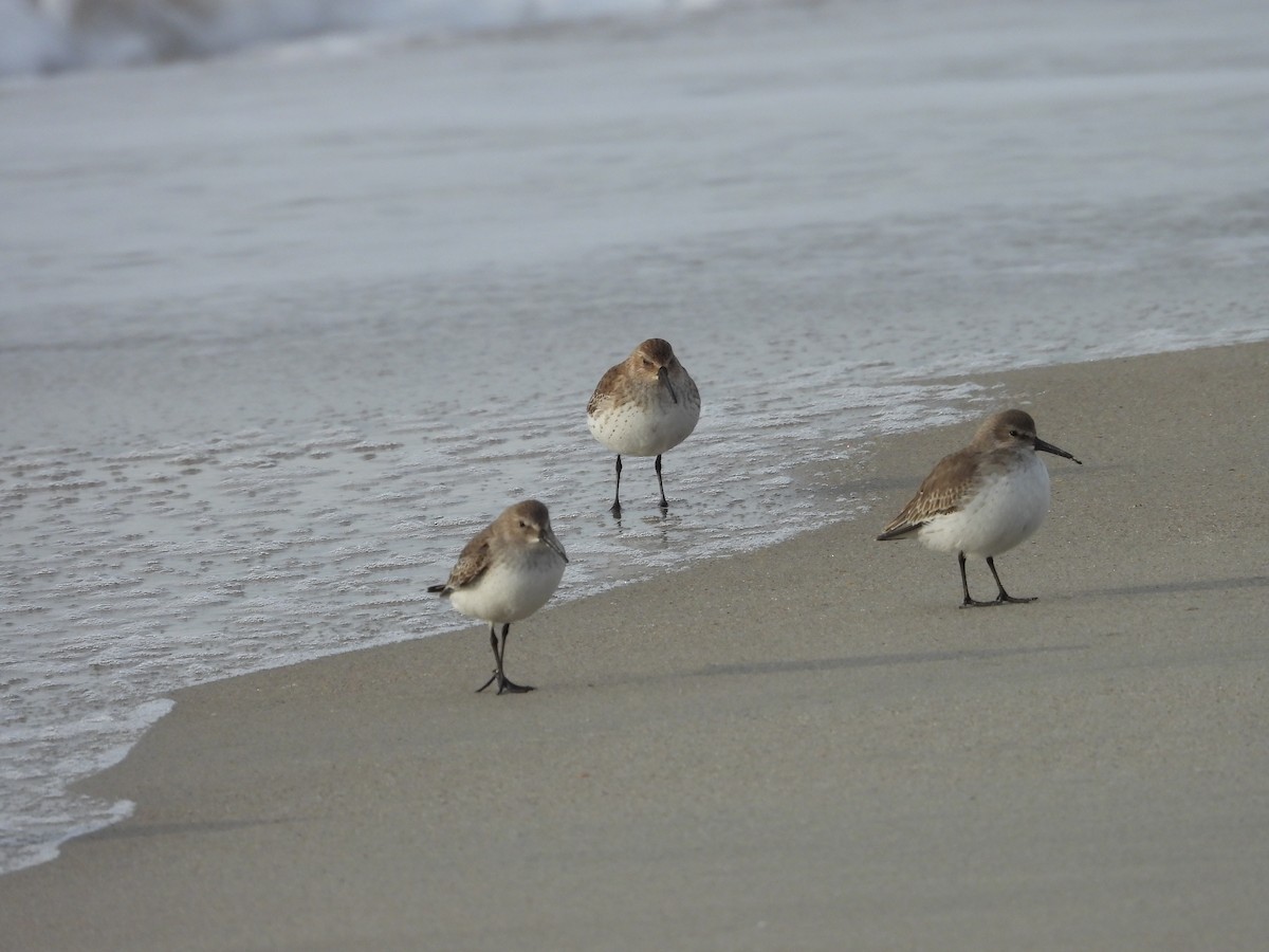 Alpenstrandläufer - ML645868651