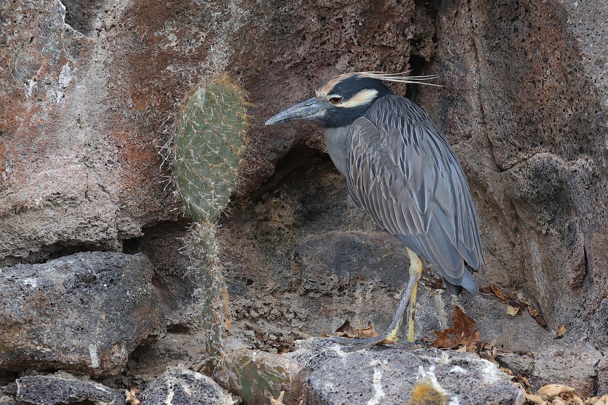 Krabbenreiher (pauper) - ML645868652