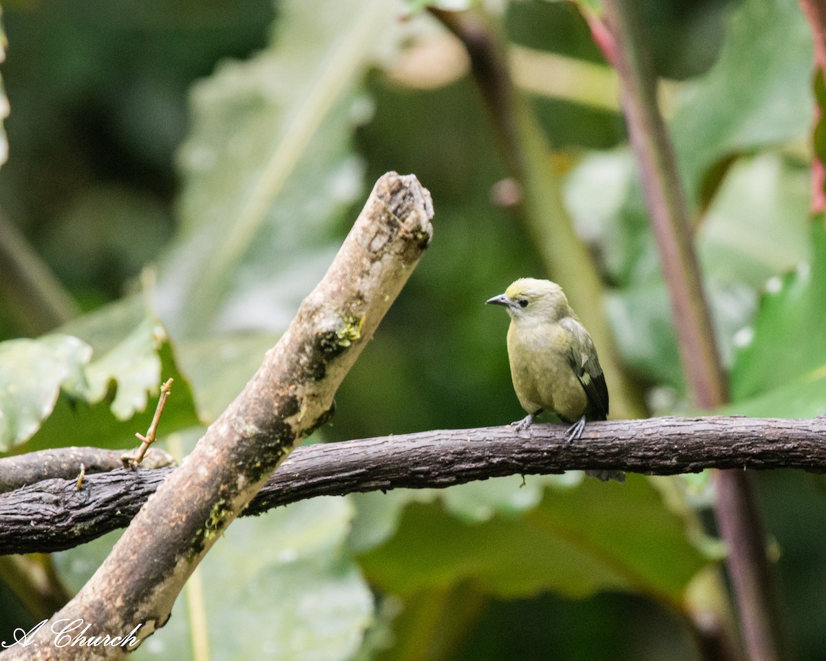 Tangara des palmiers - ML645868653