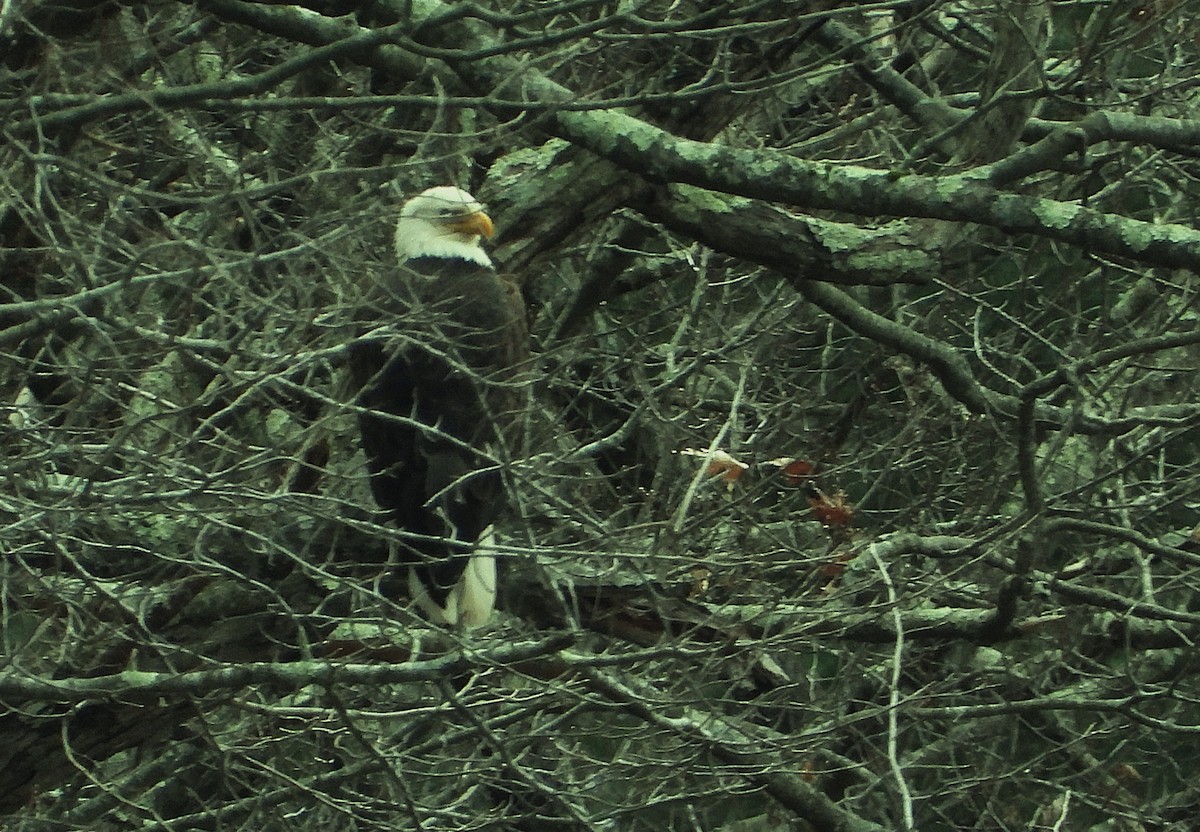 Bald Eagle - ML645868657