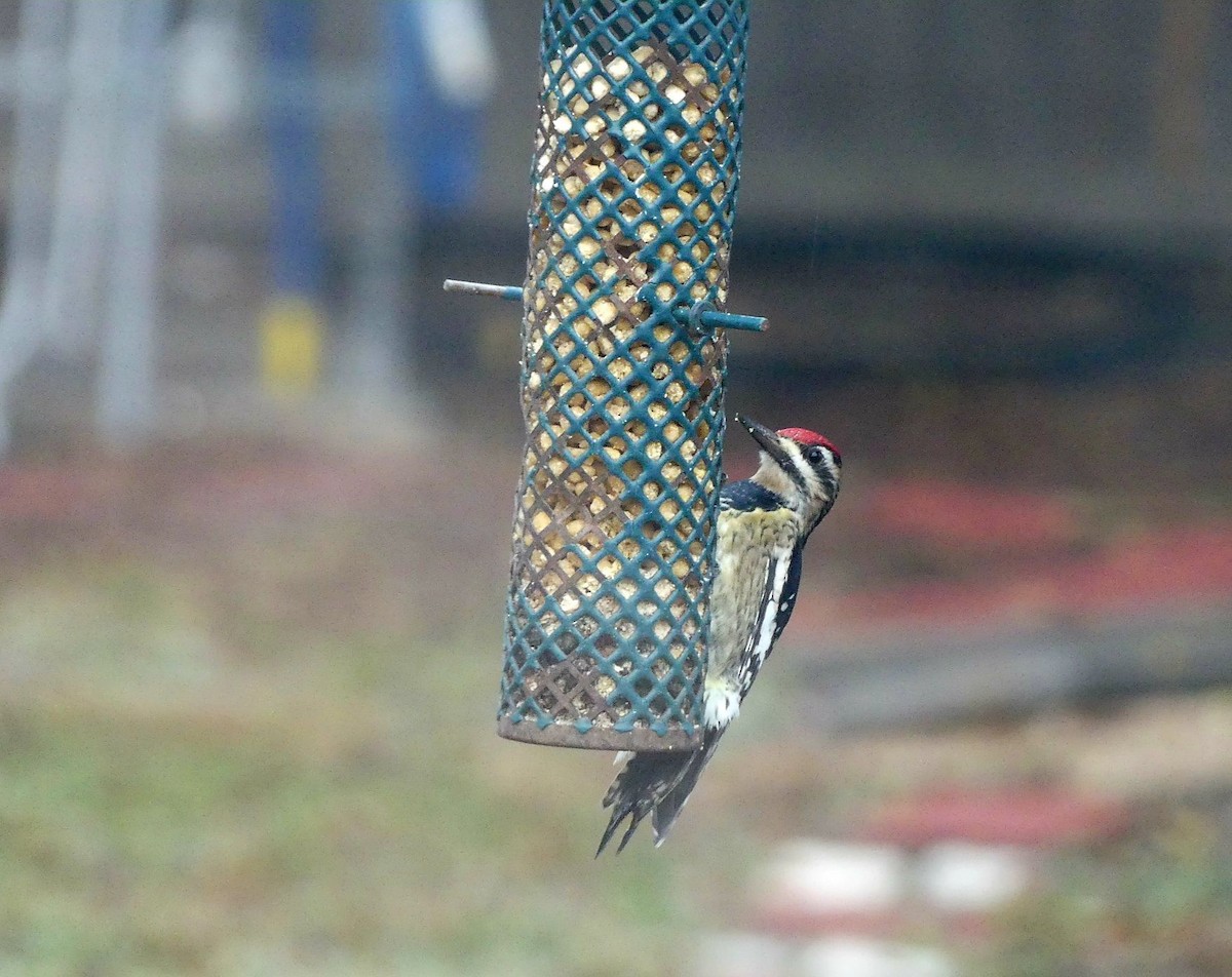Yellow-bellied Sapsucker - ML645868659
