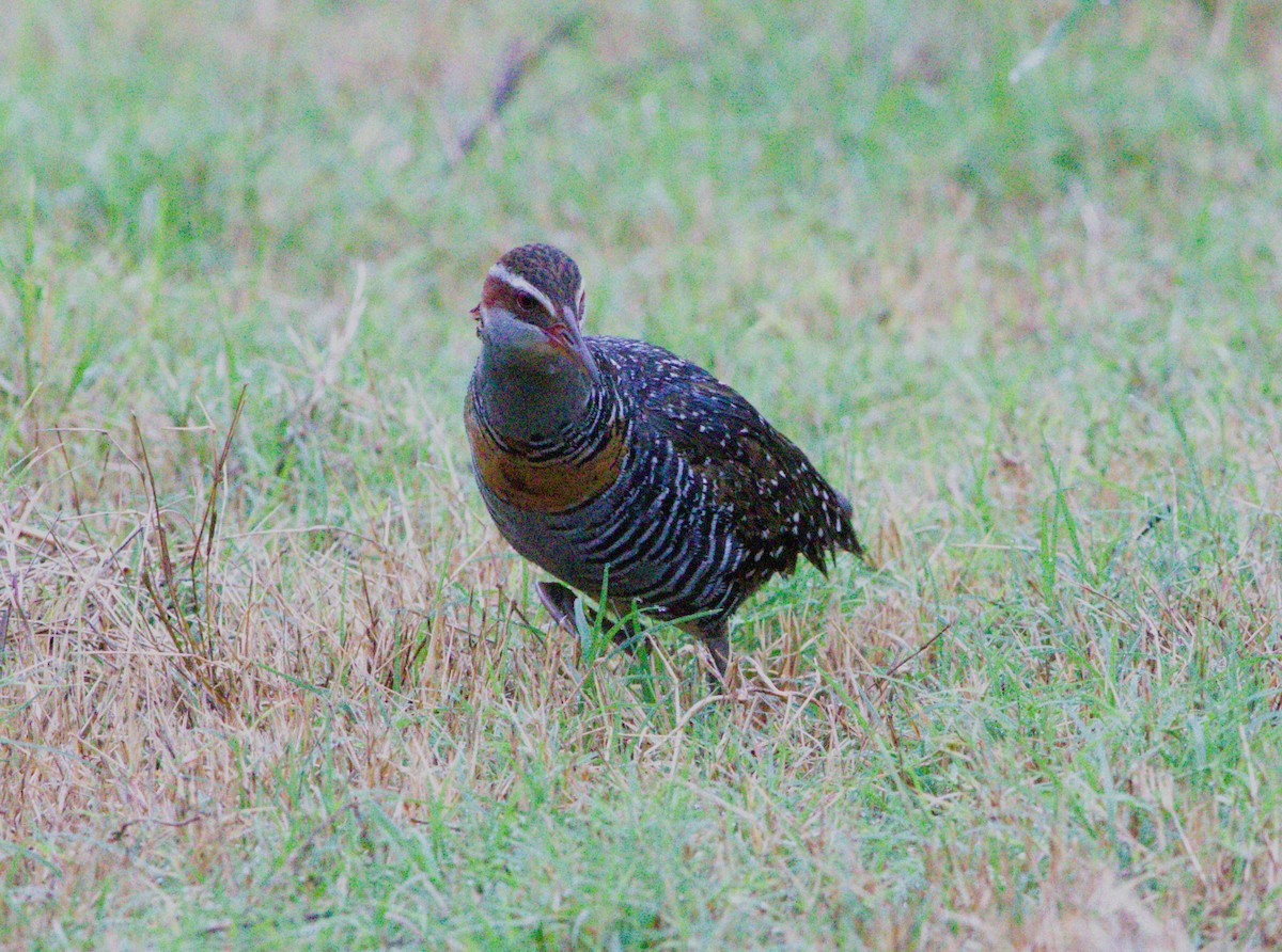 Buff-banded Rail - ML645868661