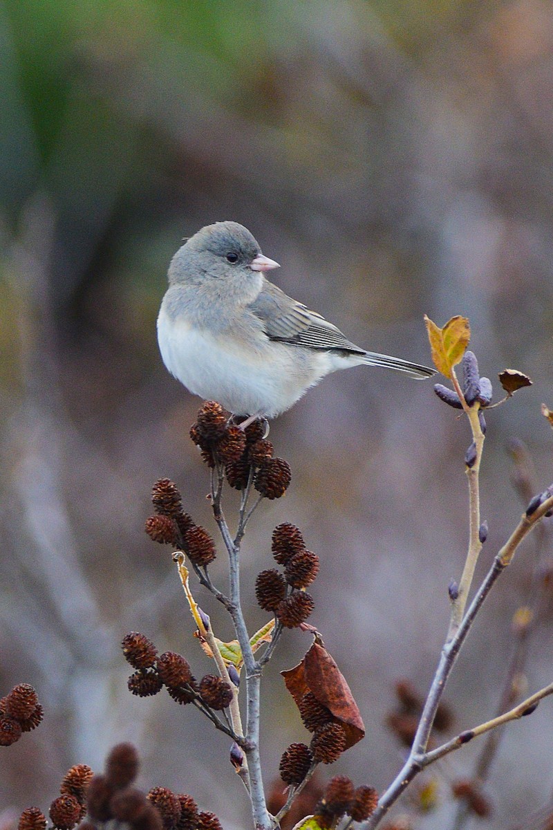 Dark-eyed Junco - ML645868670