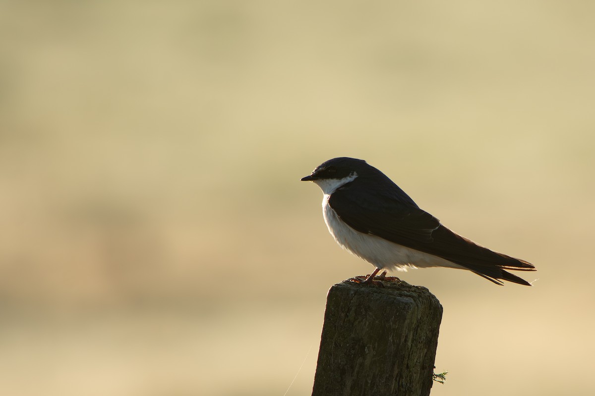 Ak Sokumlu Kırlangıç - ML645868678