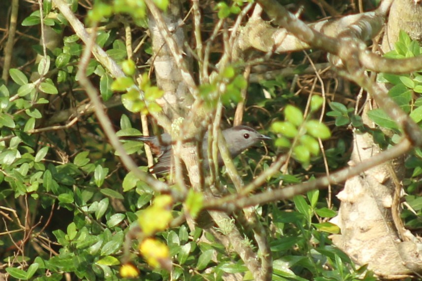 Gray Catbird - ML645868680