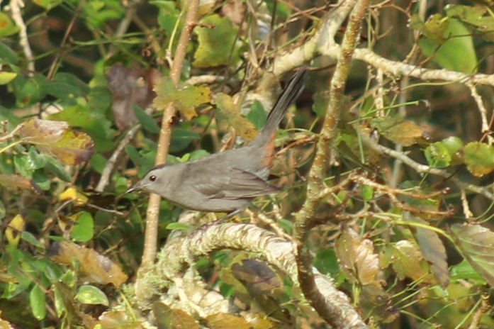 Gray Catbird - ML645868705
