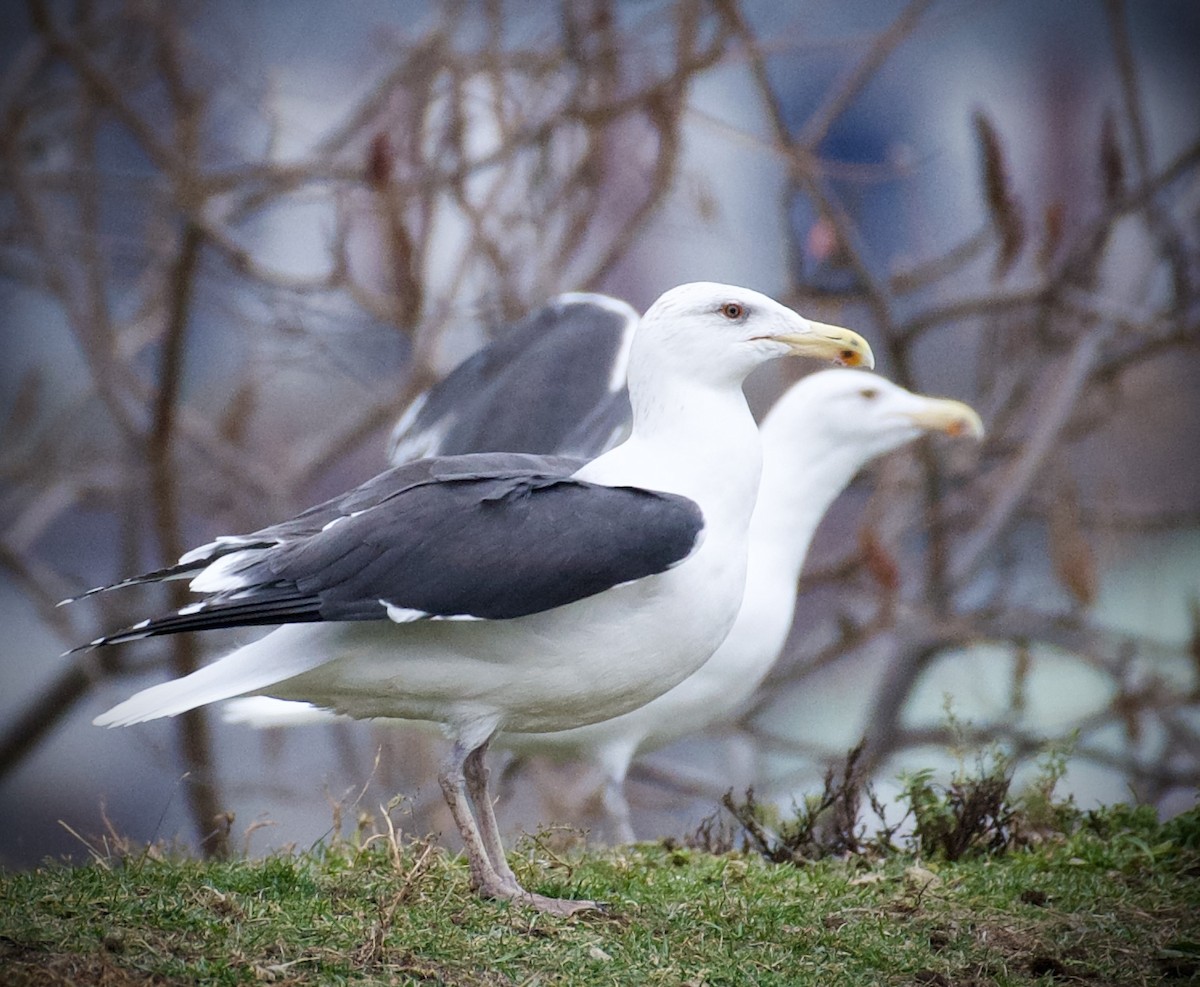 Great Black-backed Gull - ML645868707