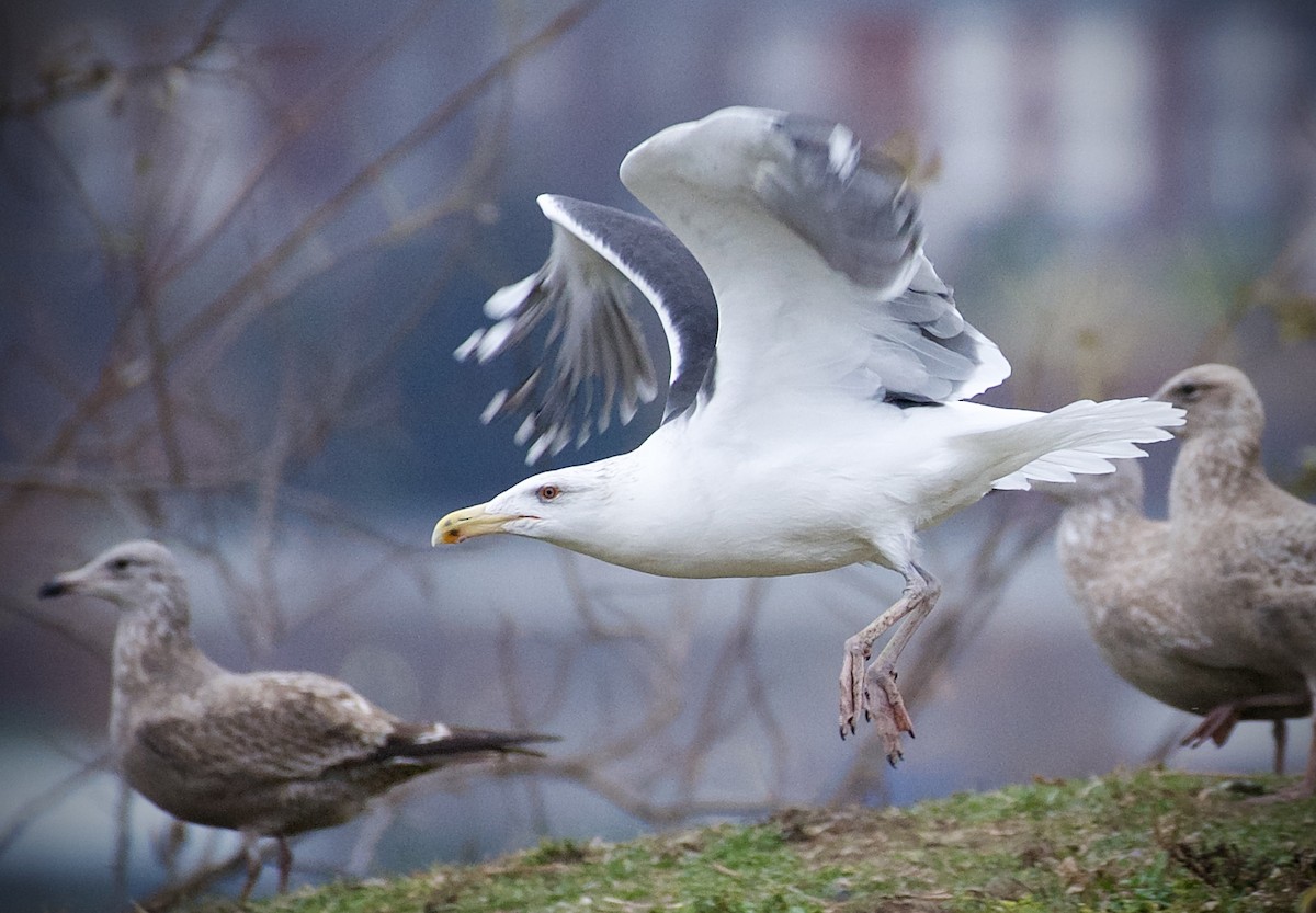 Great Black-backed Gull - ML645868708
