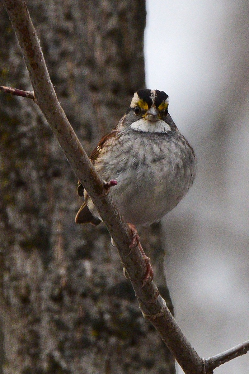 White-throated Sparrow - ML645868710