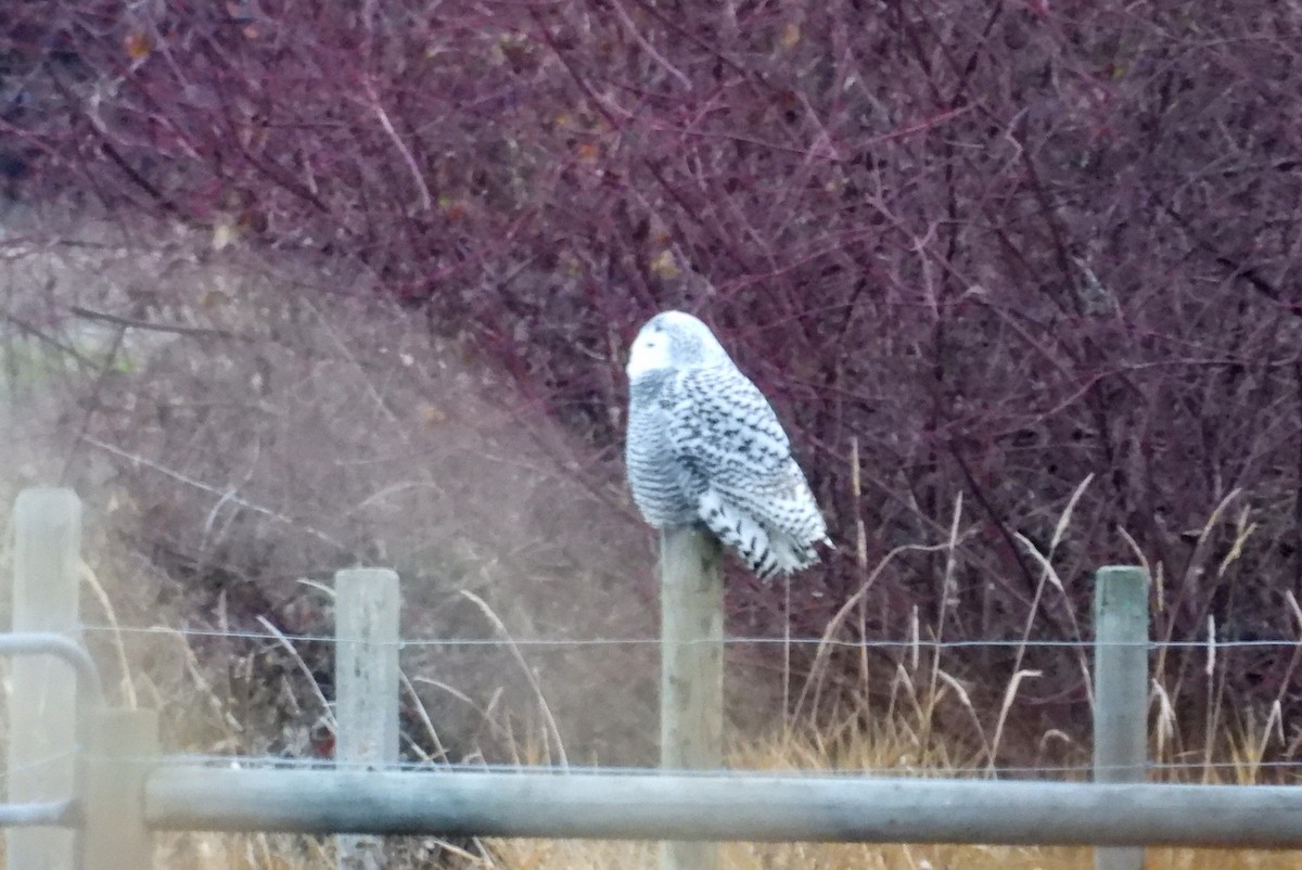 Snowy Owl - ML645868722