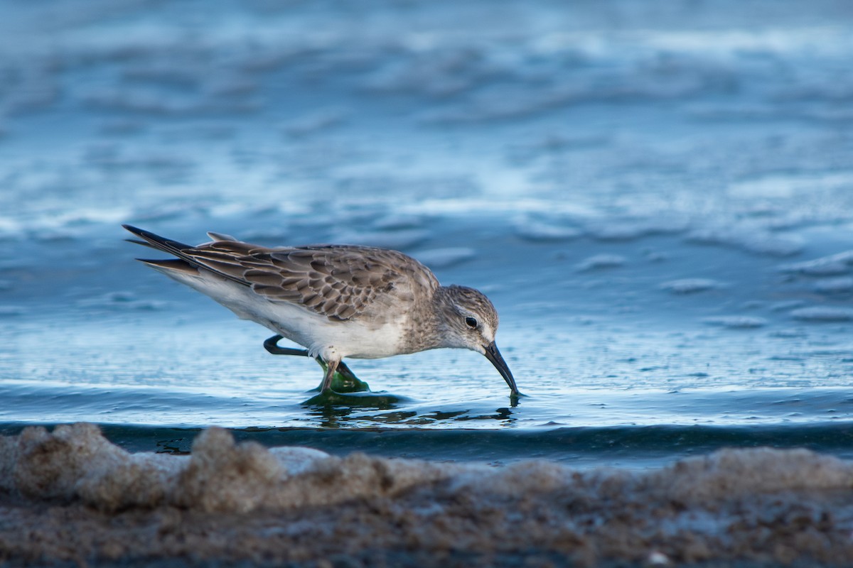 jespák tundrový - ML645868723