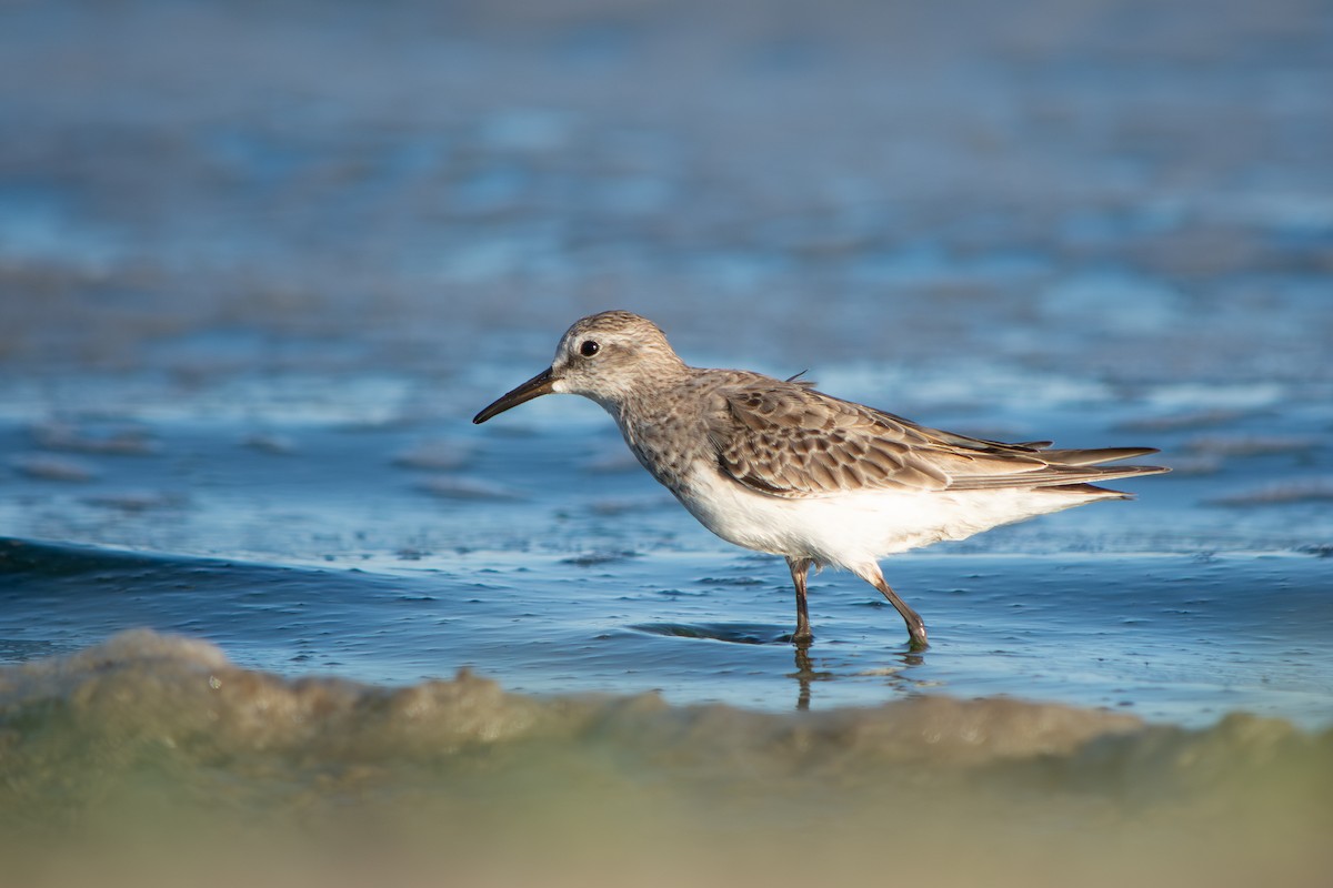 jespák tundrový - ML645868724