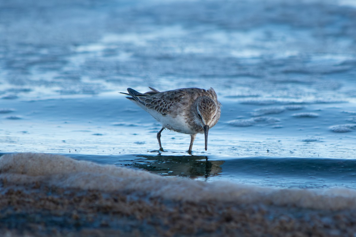 jespák tundrový - ML645868725