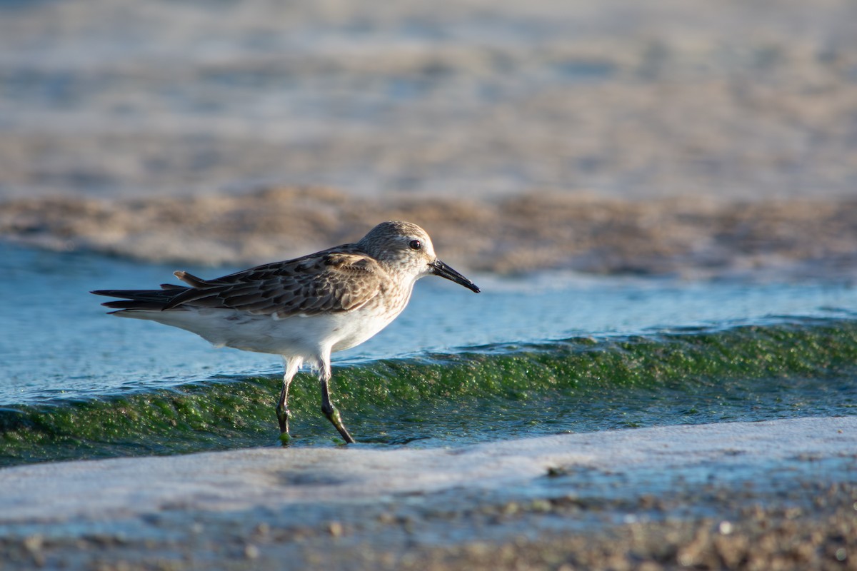 Correlimos Culiblanco - ML645868726