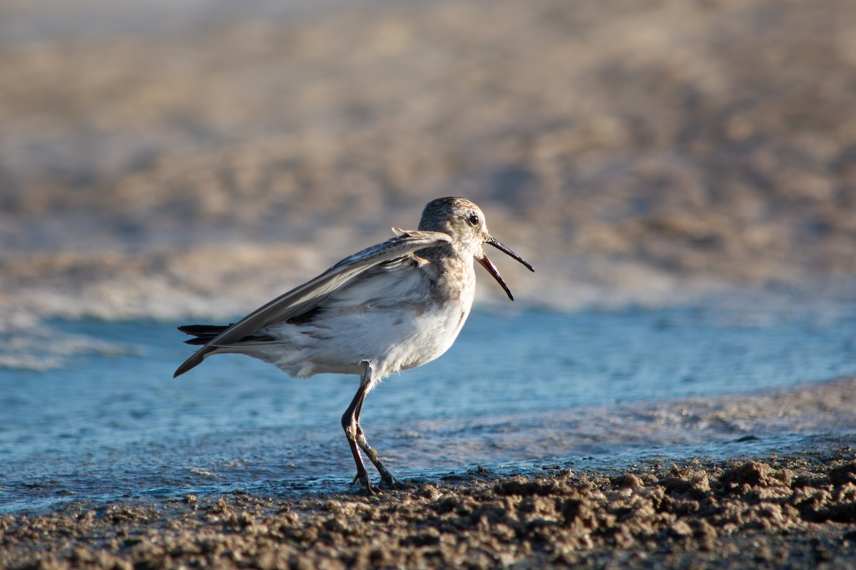 Correlimos Culiblanco - ML645868727