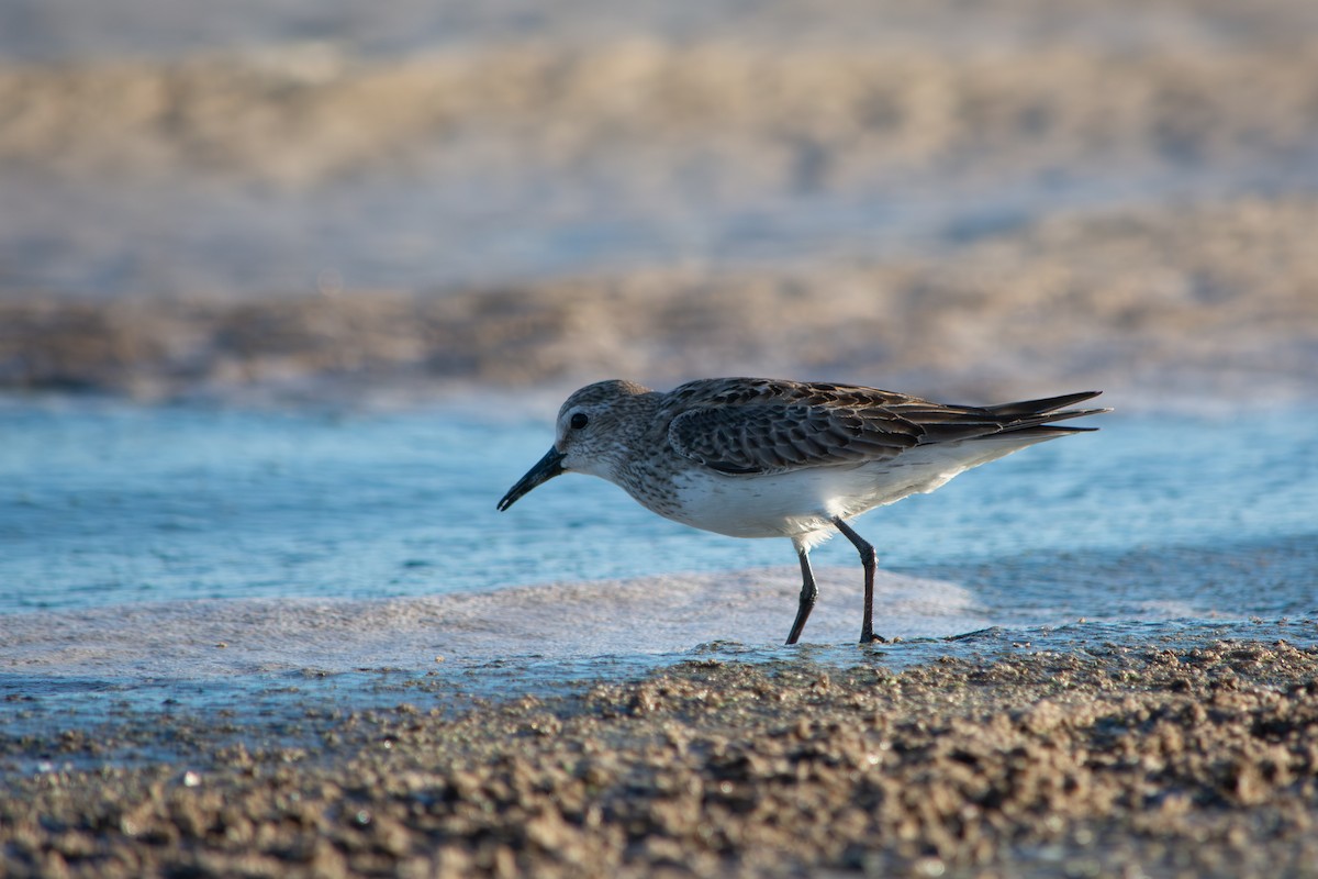 Correlimos Culiblanco - ML645868728