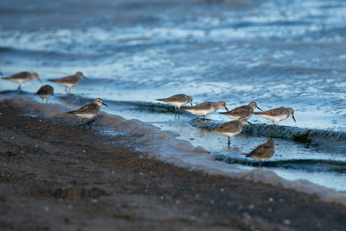 Correlimos Culiblanco - ML645868729