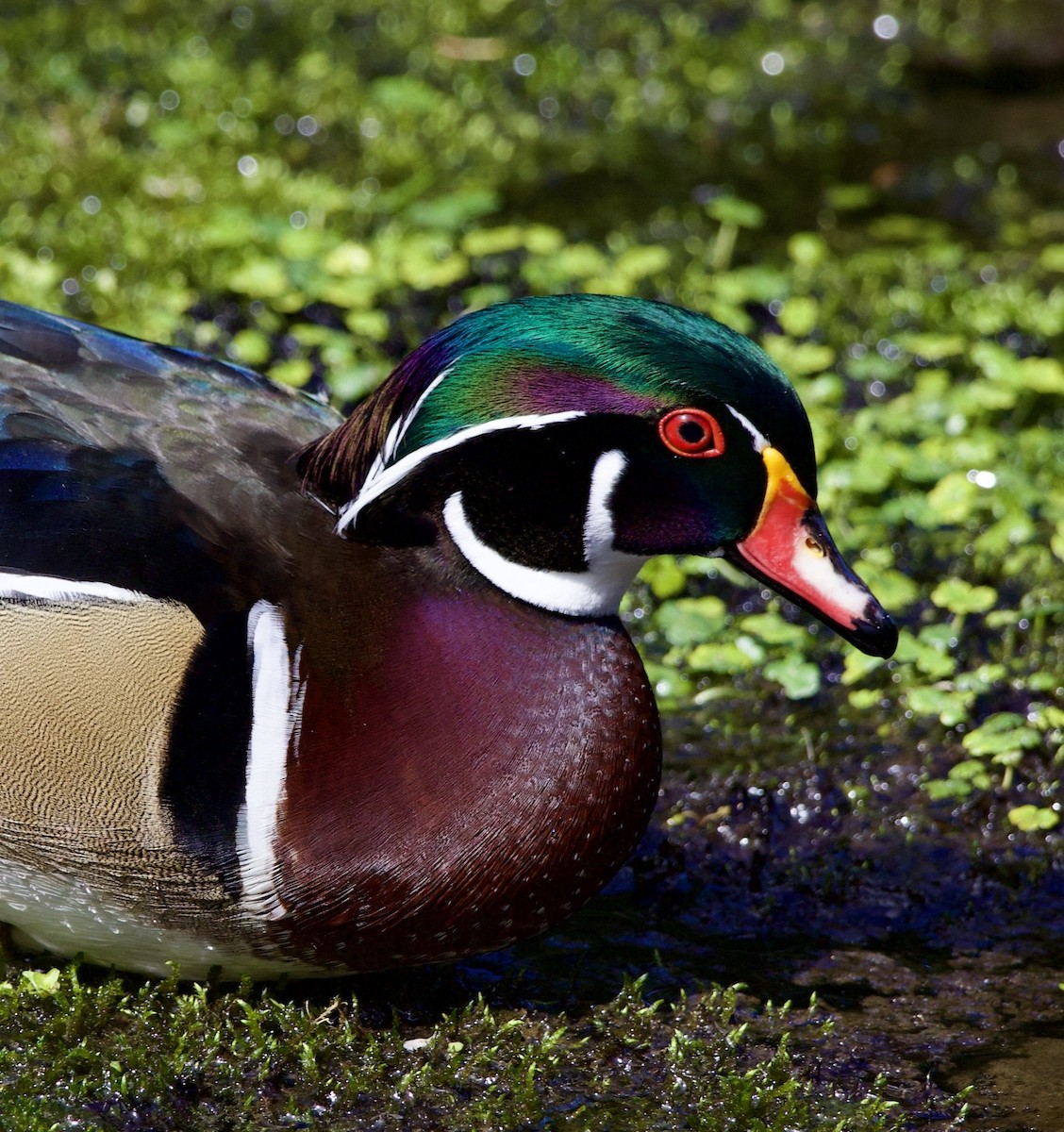 Pato Joyuyo - ML645868743