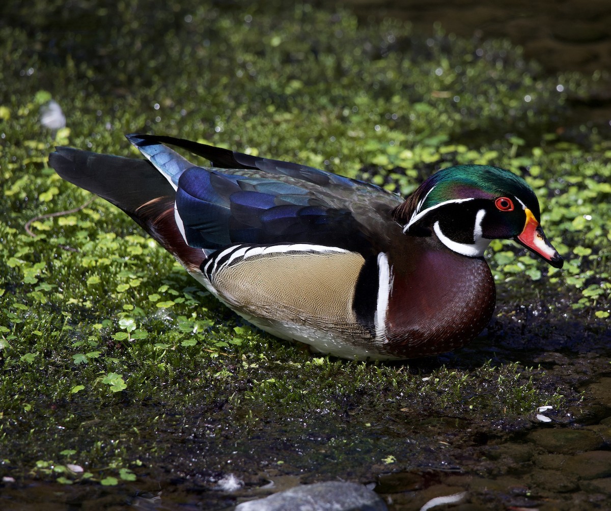 Pato Joyuyo - ML645868744