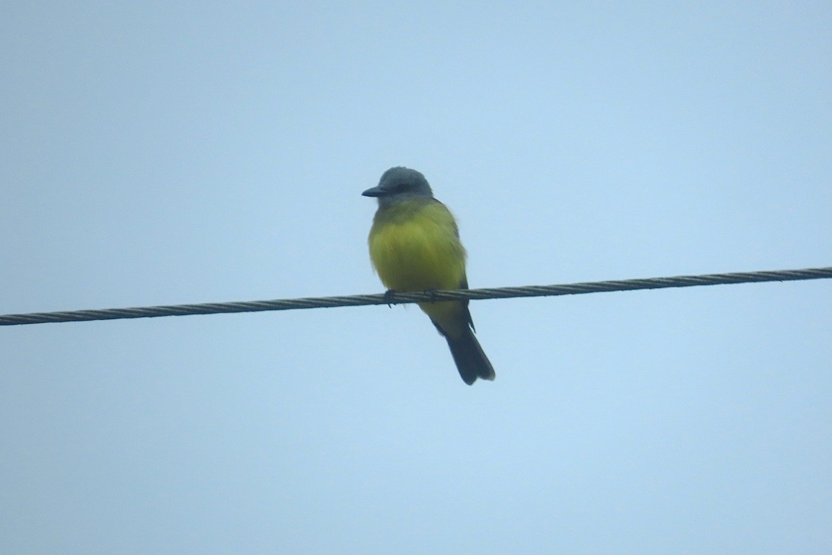 Tirano Melancólico - ML645868746