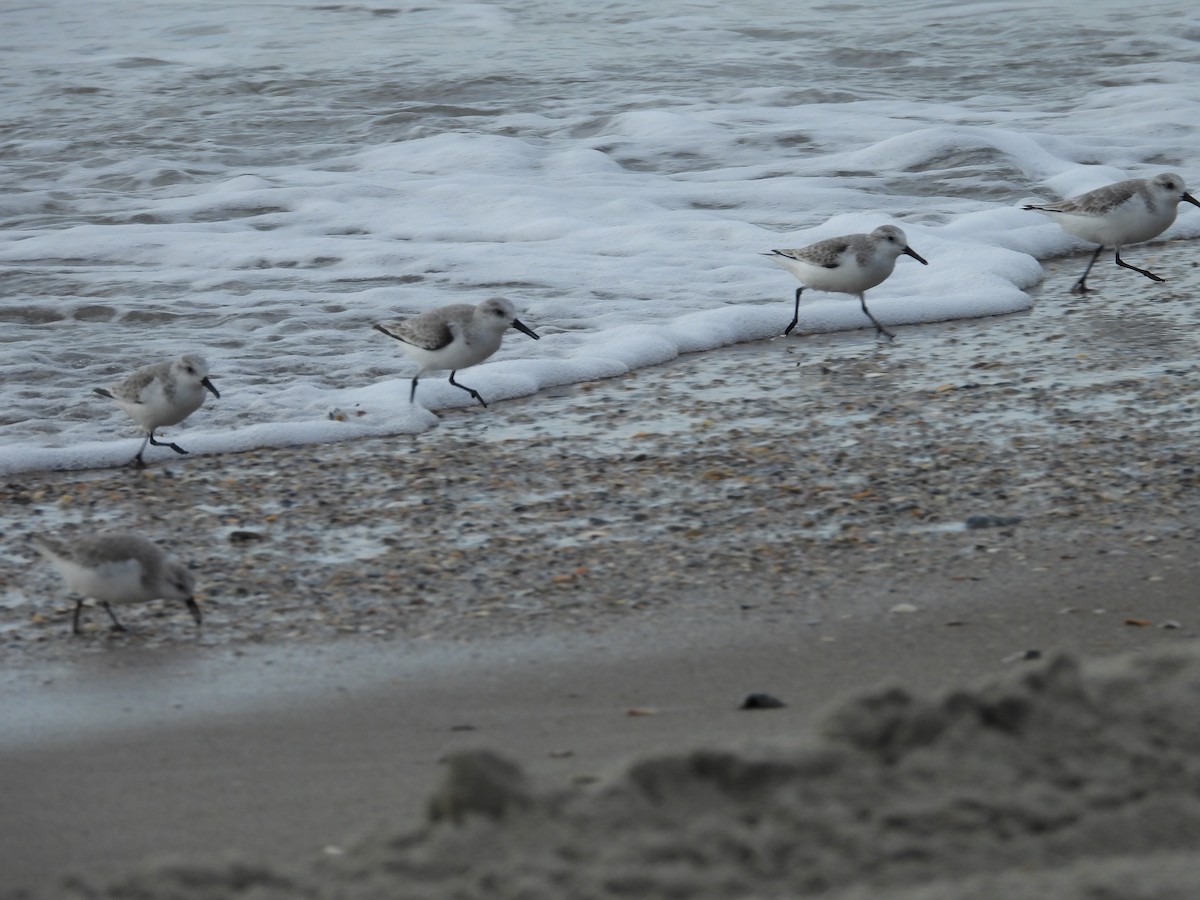 Correlimos Tridáctilo - ML645868747