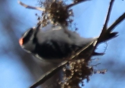 Pico Velloso - ML645868748