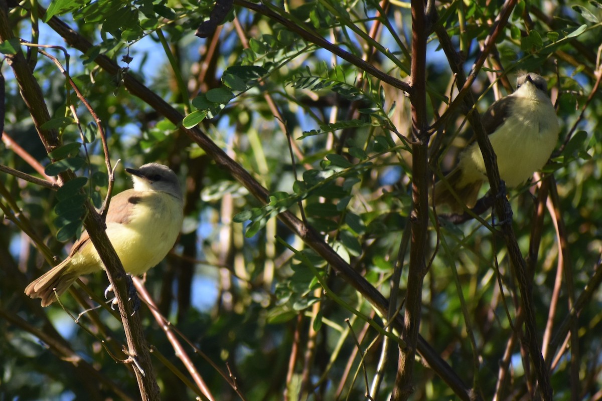 Picabuey - ML645868749