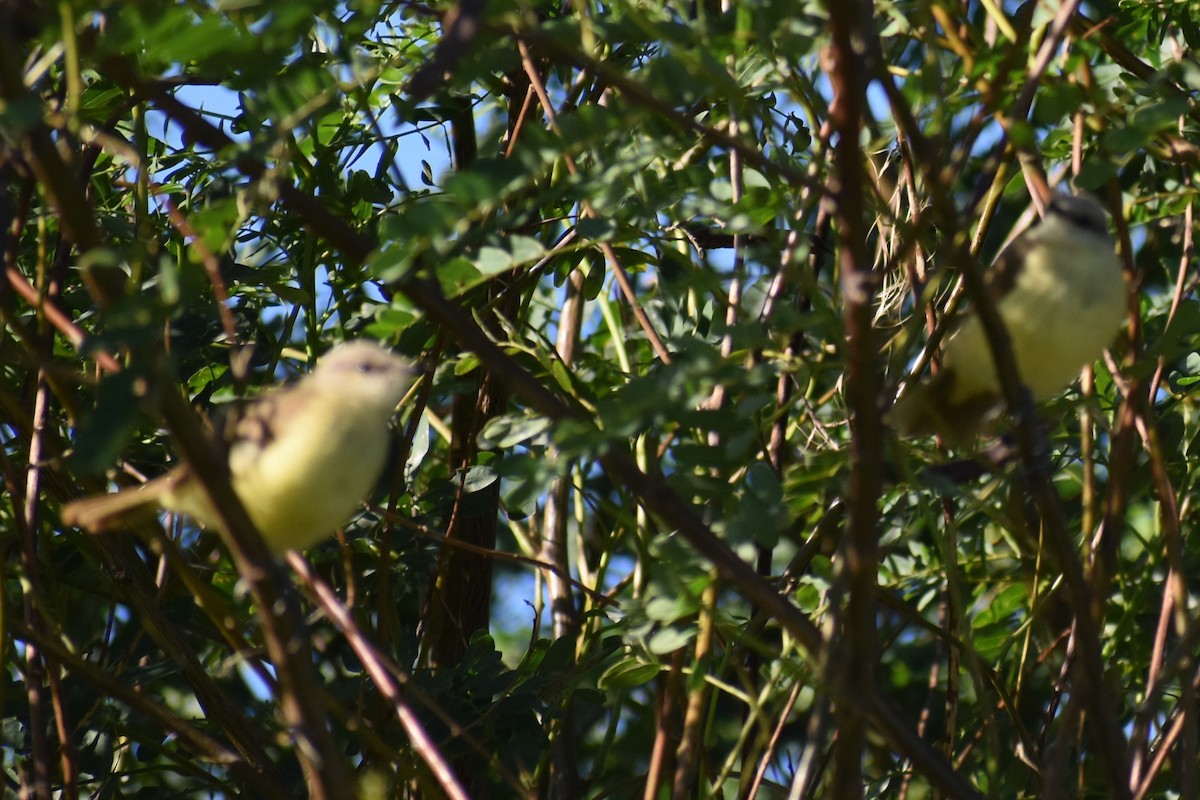 Picabuey - ML645868750