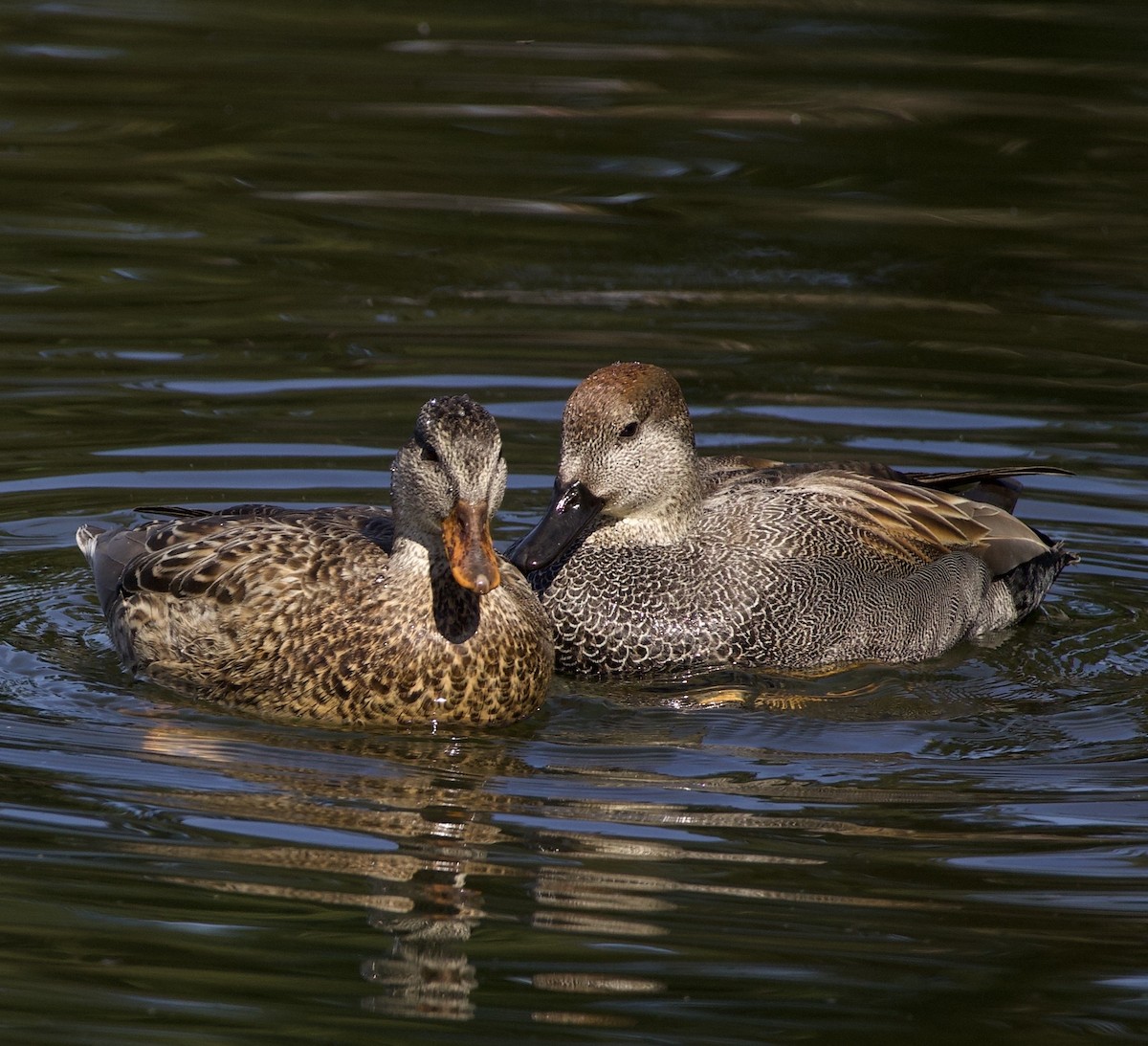 Ánade Friso - ML645868752