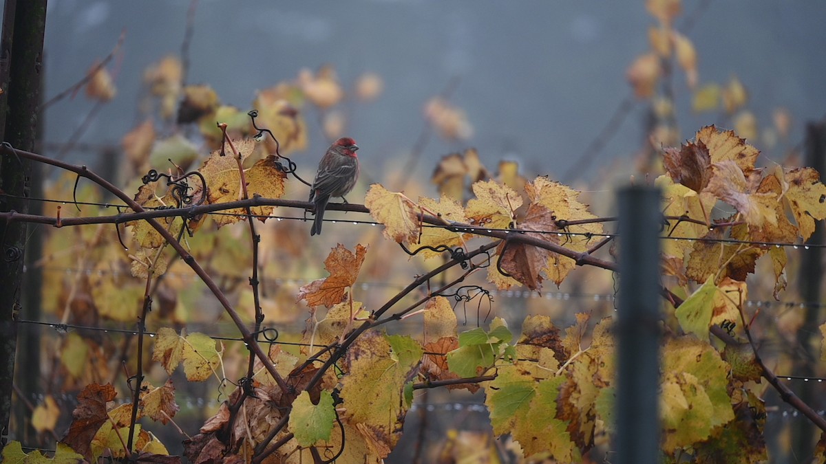 Camachuelo Mexicano - ML645868756