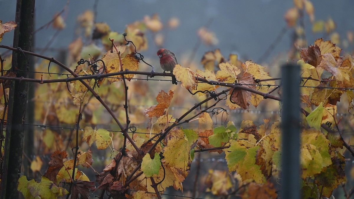 Camachuelo Mexicano - ML645868758